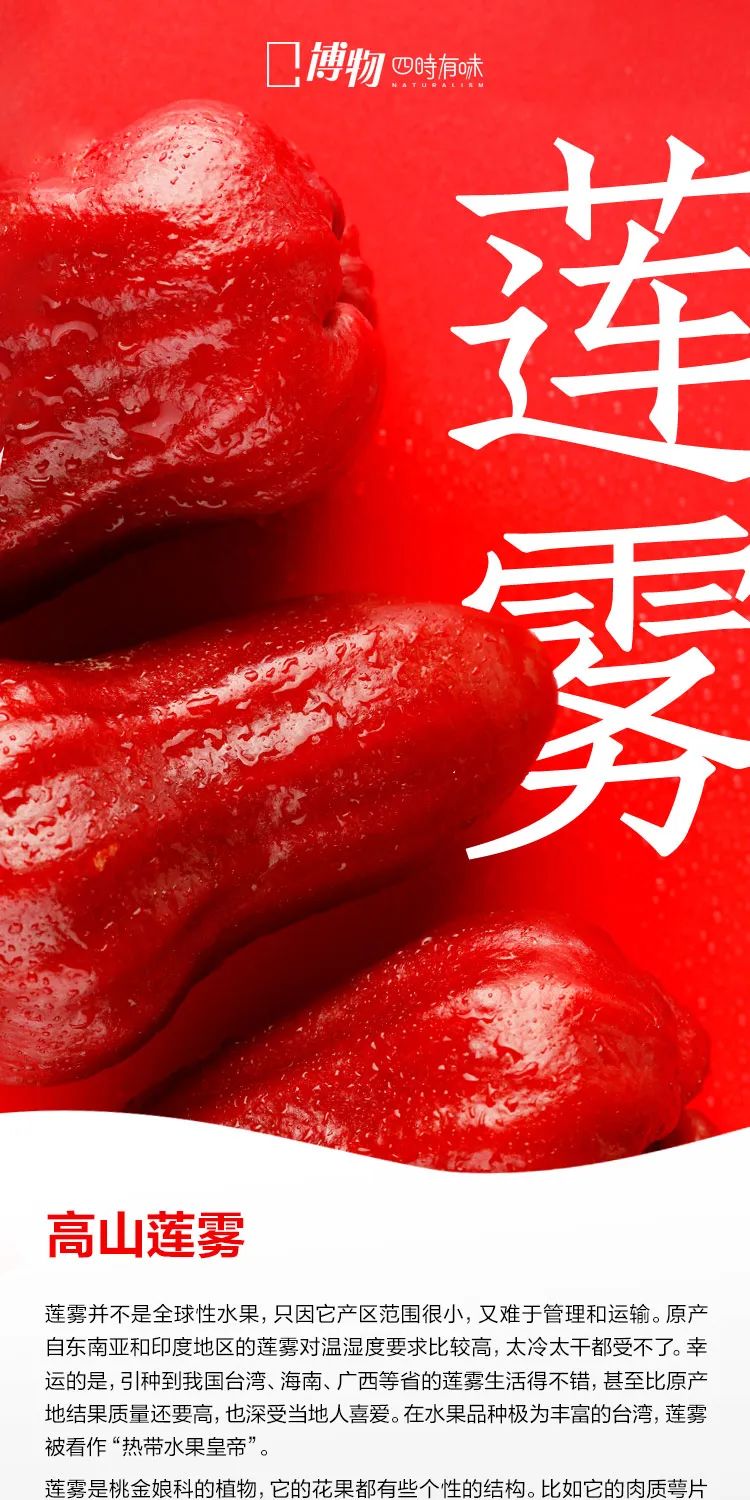 南方人藏了多年的水炸弹，咬开像在喝果汁？