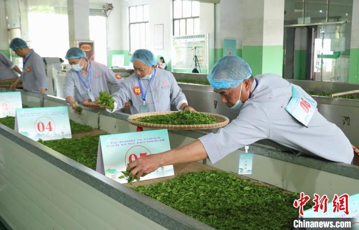 江西修水：制茶匠人齐聚 斗茶技赛茶香