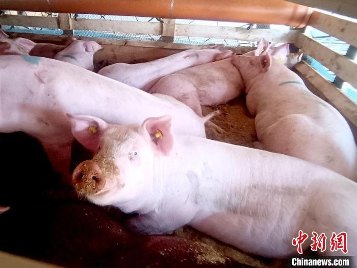 僅7元一斤！豬肉價(jià)格腰斬！養(yǎng)豬人虧錢都搶著賣豬