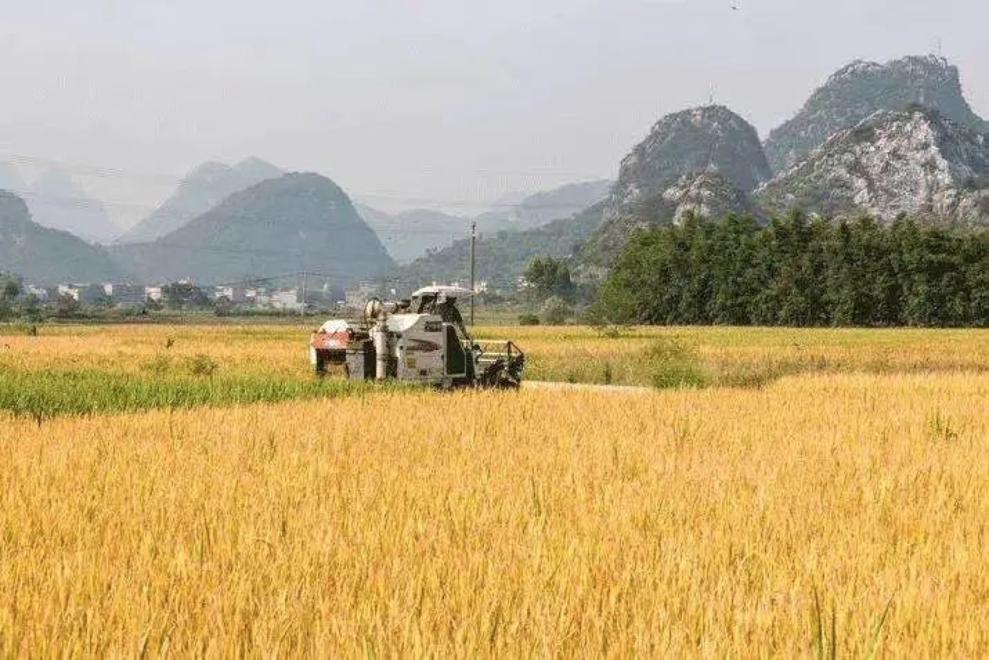 一粒水稻的“七十二变”：生产大米、燃烧发电、制造轮胎