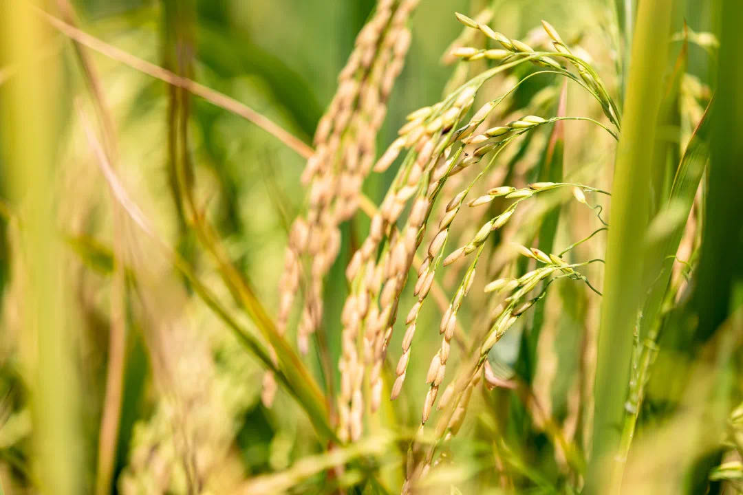 一粒水稻的“七十二变”：生产大米、燃烧发电、制造轮胎