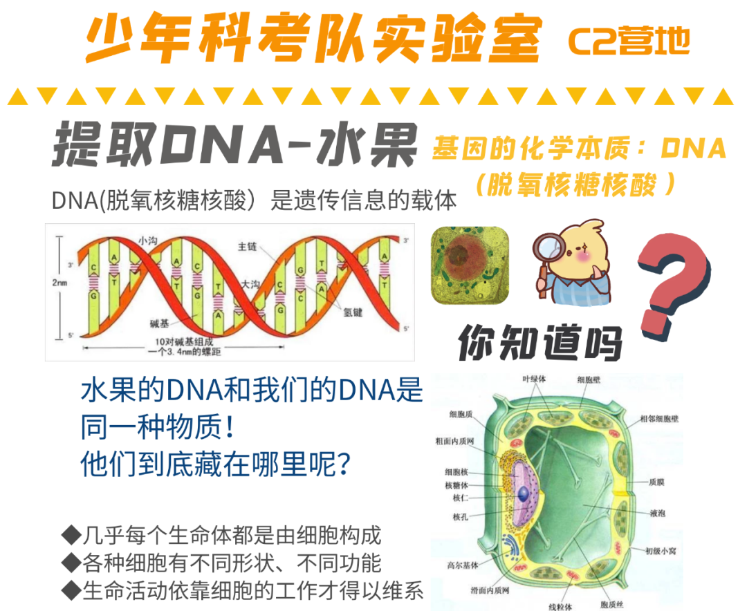 嗨，科学！这个周末来华南植物园吧！