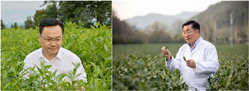 关于茶与健康的认识是哪些（茶与健康同行我是这么做的）-第1张图片-意茶轩网