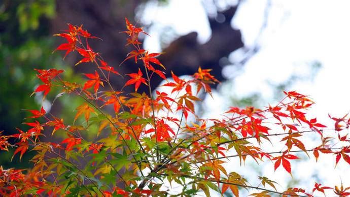 金色满园落叶缤纷！秋日美景上线，济南这所大学美出了圈