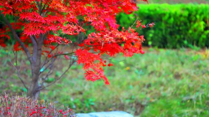 金色满园落叶缤纷！秋日美景上线，济南这所大学美出了圈