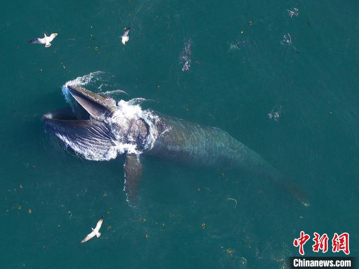 《自然》封面论文：世界最大动物须鲸“饭量”三倍于之前估计