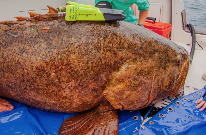 科学家利用多功能高科技标签收集到更多关于巨型石斑鱼的数据