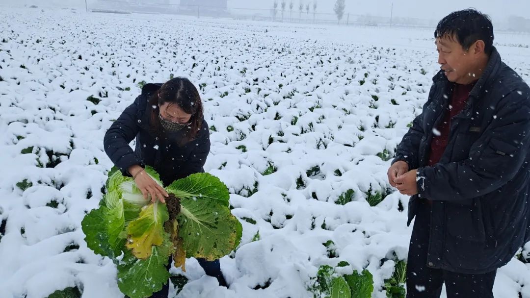 河北2地中小学、幼儿园明日停课，大雪+暴雪+大暴雪，局地降幅超20℃
