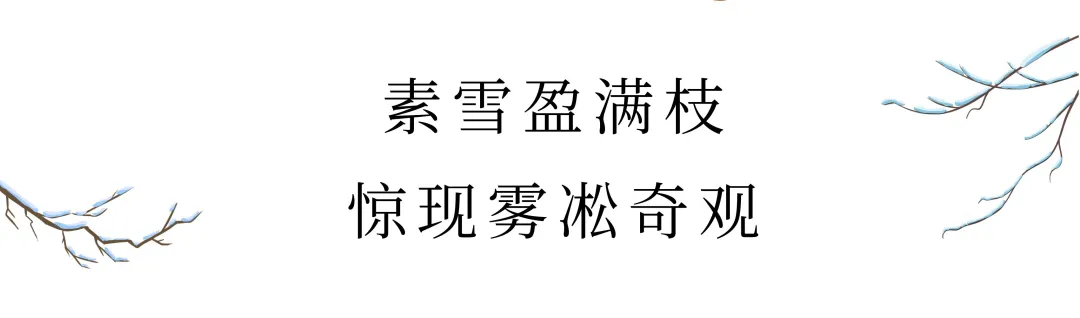 崂山初雪、绝美雾凇、满城银妆.....“冻”住的青岛好仙