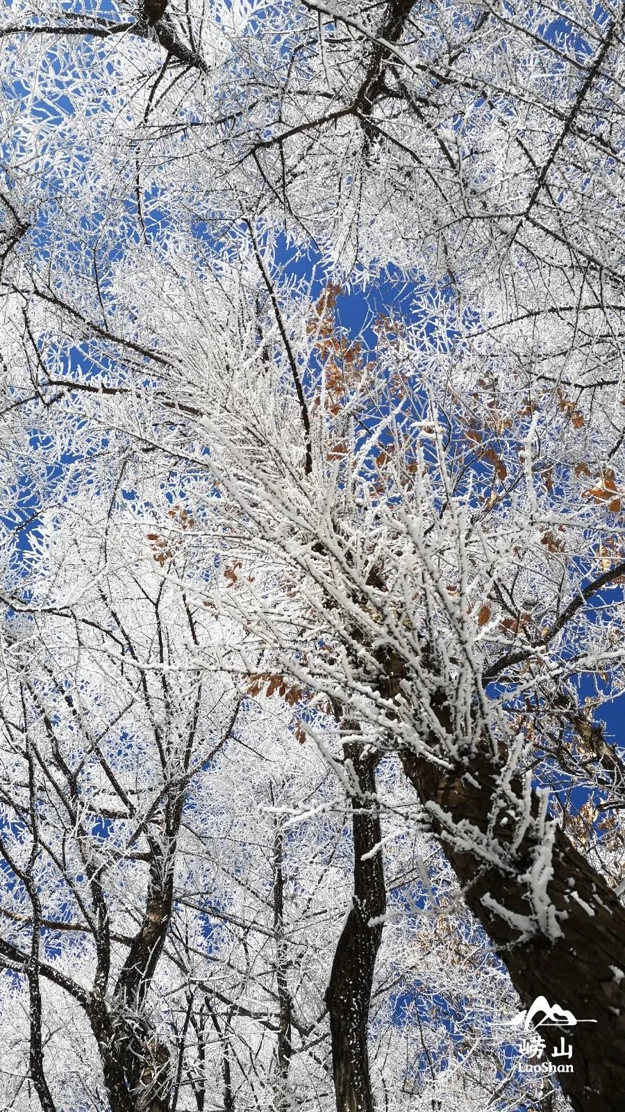 崂山初雪、绝美雾凇、满城银妆.....“冻”住的青岛好仙