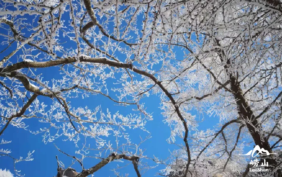 崂山初雪、绝美雾凇、满城银妆.....“冻”住的青岛好仙