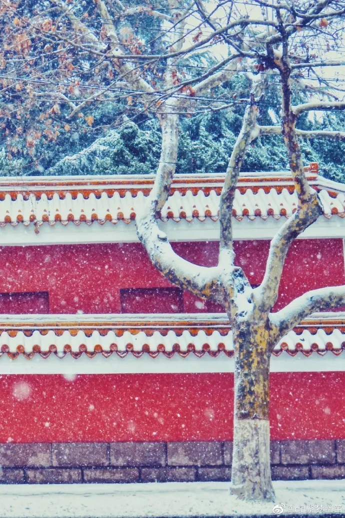 崂山初雪、绝美雾凇、满城银妆.....“冻”住的青岛好仙