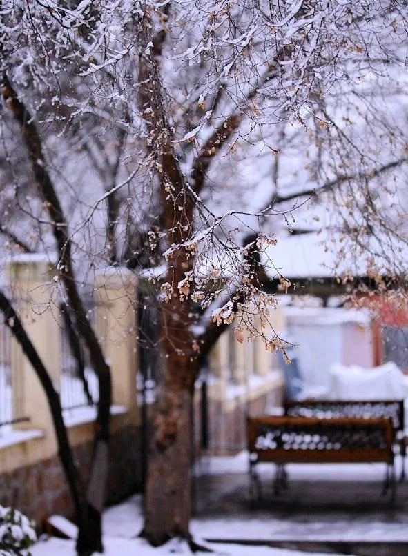 崂山初雪、绝美雾凇、满城银妆.....“冻”住的青岛好仙