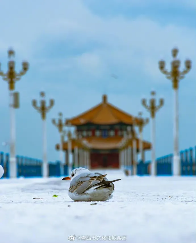 崂山初雪、绝美雾凇、满城银妆.....“冻”住的青岛好仙