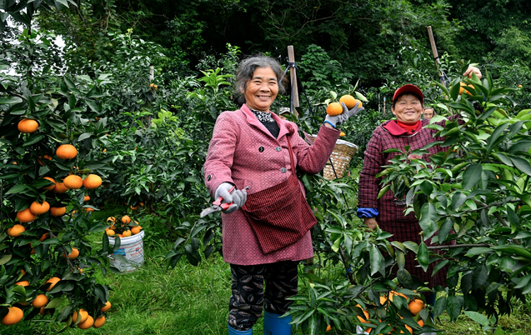 种植柑橘50年 群众收入翻几番