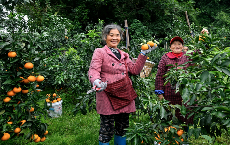 種植柑橘50年 群眾收入翻幾番