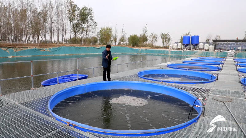 淡水鱸魚養殖,淡水鱸魚養殖條件