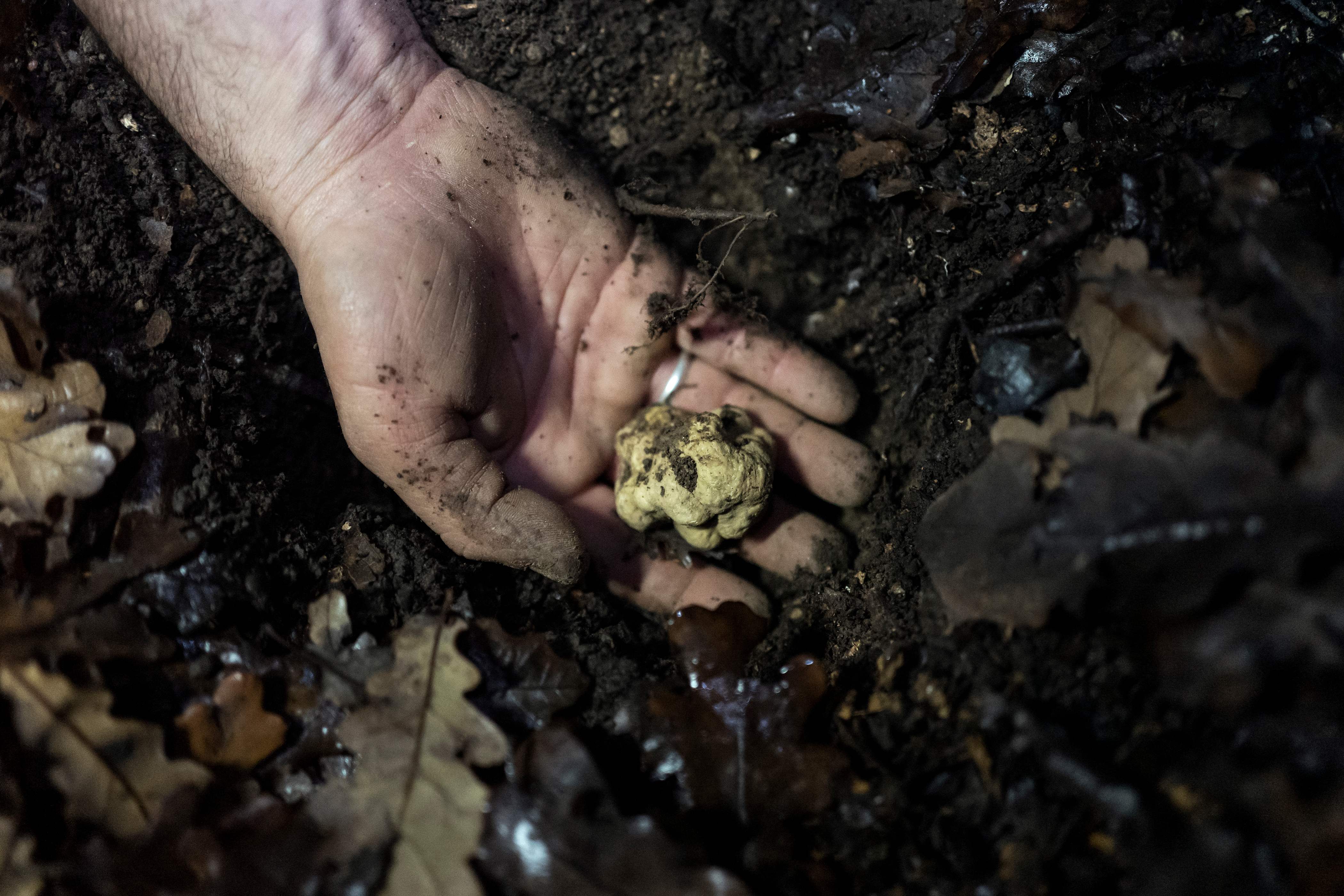 松露最佳寻找技巧 找松露最佳方法
