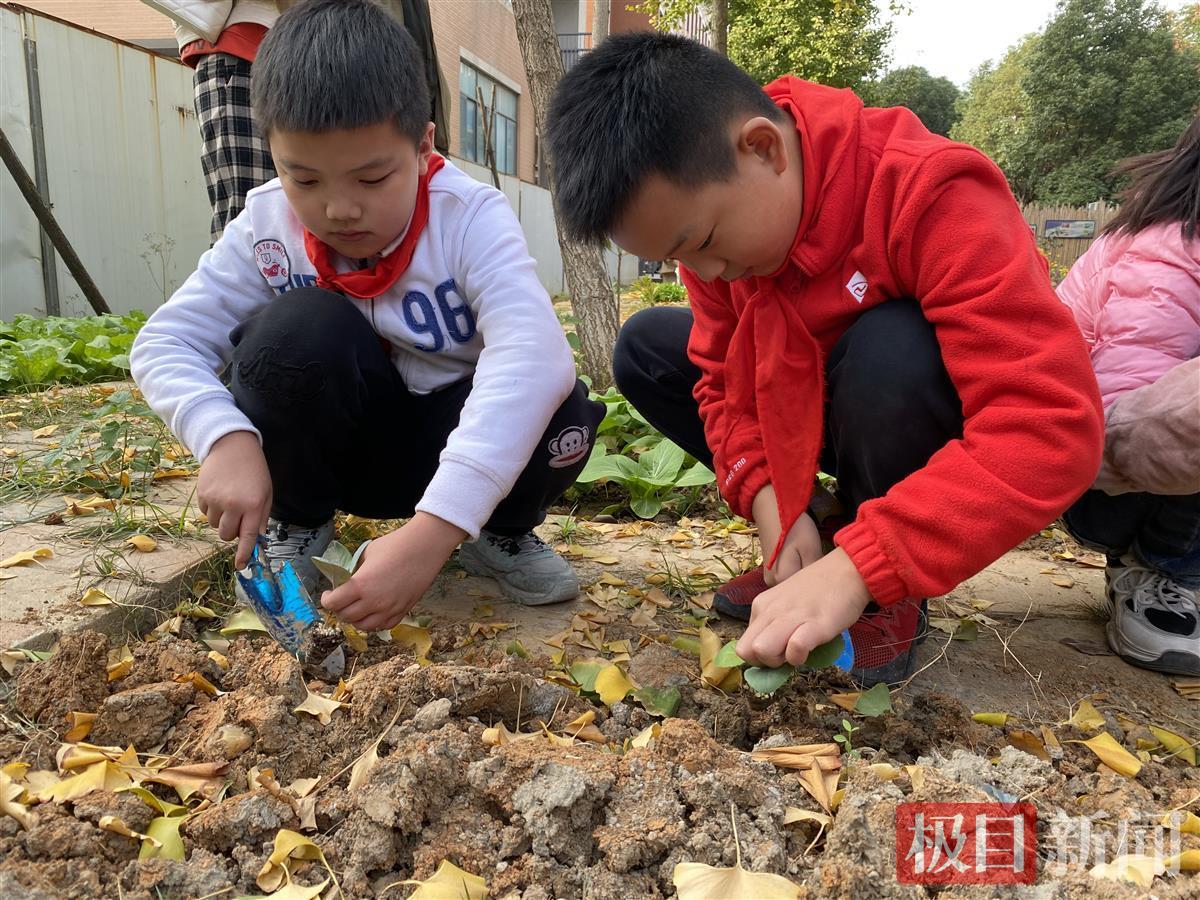 苗菜种植,徐州上谷科技芽苗菜种植