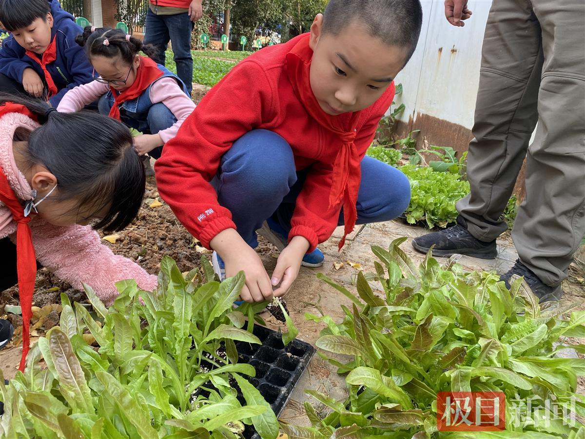 苗菜种植,徐州上谷科技芽苗菜种植