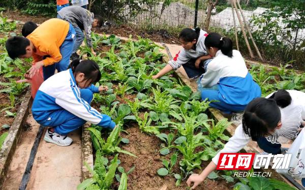 长沙自安小学：依托场所 加强“软件”建设(图1)