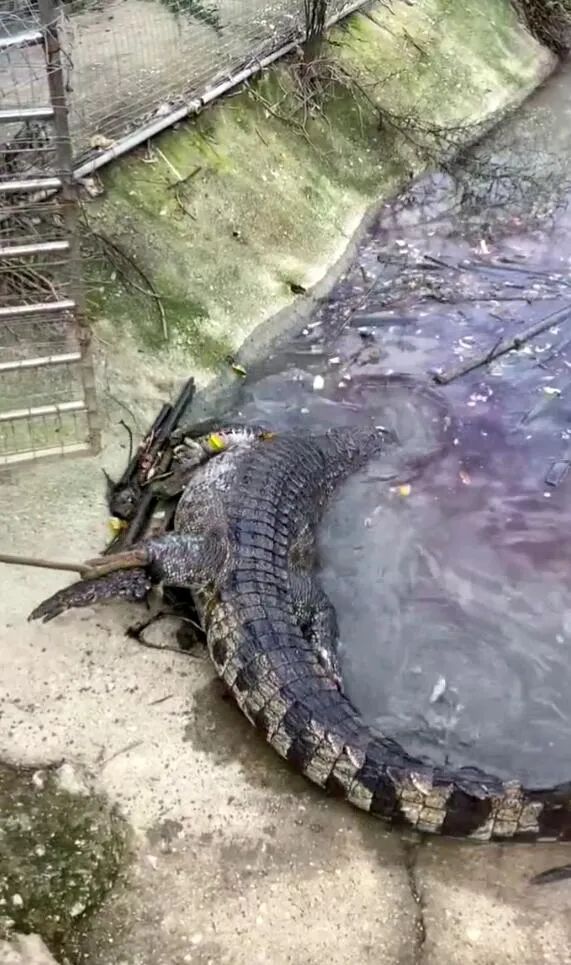 海里有鱷魚,海里有鱷魚嗎鱷魚生活在哪里