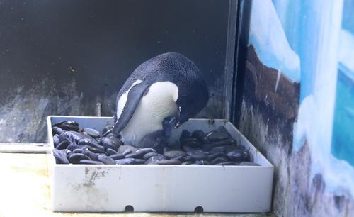 企鹅一般在几月份产卵(图说│上海海昌海洋公园迎来企鹅繁殖季，已有三只小阿德利企鹅顺利破壳)