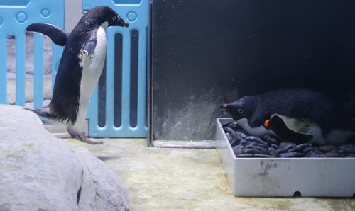 企鹅一般在几月份产卵(图说│上海海昌海洋公园迎来企鹅繁殖季，已有三只小阿德利企鹅顺利破壳)