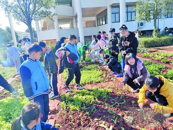 岳塘区昭山和平小学：校园开辟菜园(图1)