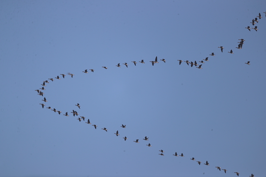 今冬候鸟着急赶路即来即走，3万余只候鸟从官厅水库过境