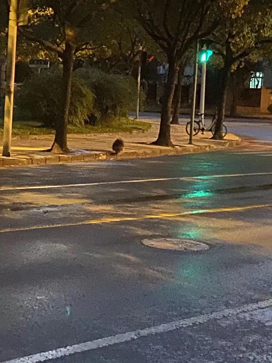 豪豬和誰是近親,豪豬和誰是近親?