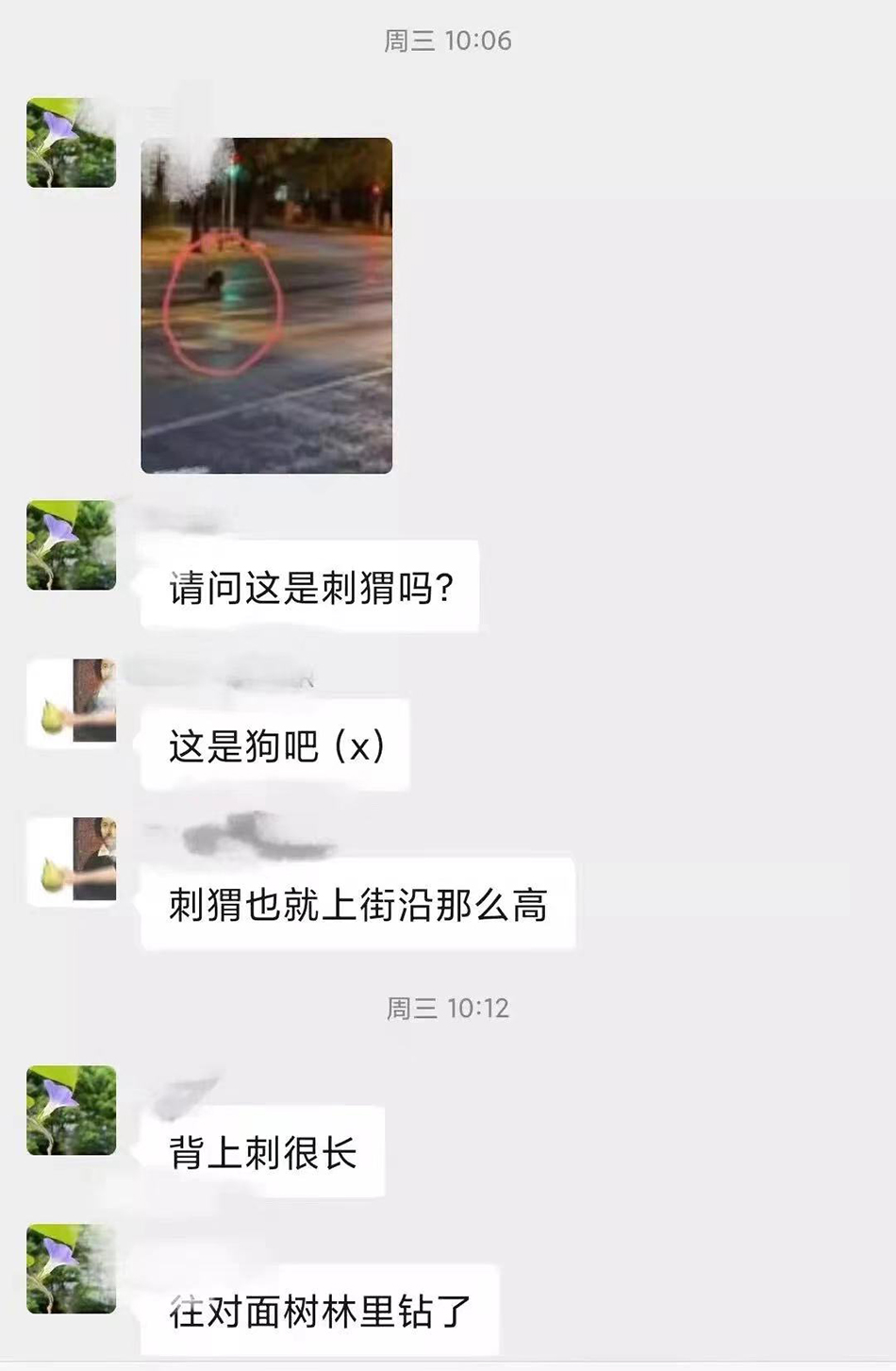 豪猪和谁是近亲,豪猪和谁是近亲?