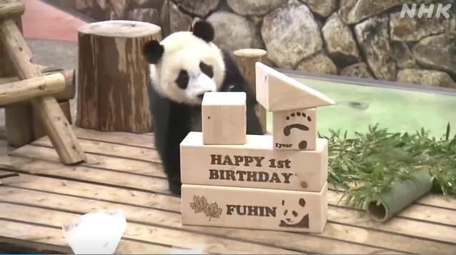 旅日大熊猫宝宝“枫滨”一岁了！园方送上生日礼物