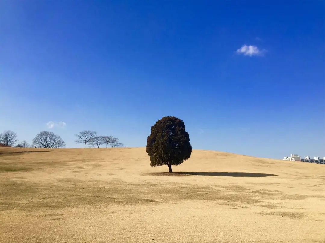 Shot on iPhone 是怎么火遍全球，还火了 7 年的？
