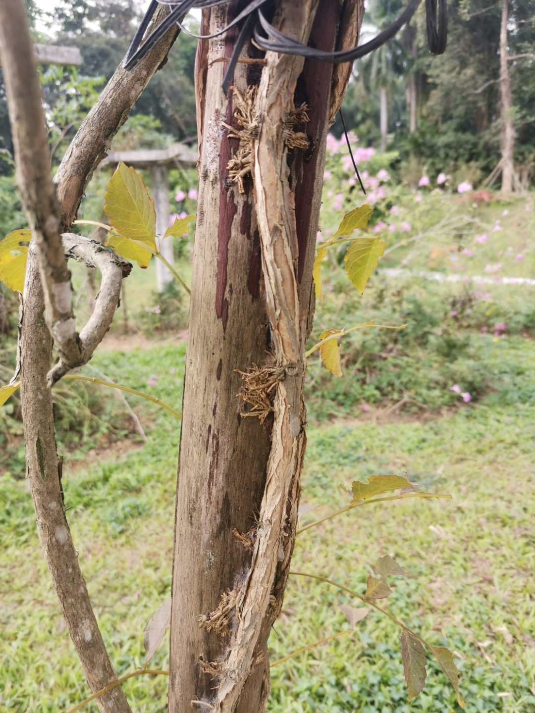 但愿人长久，千年共凌霄丨花颜鸟语