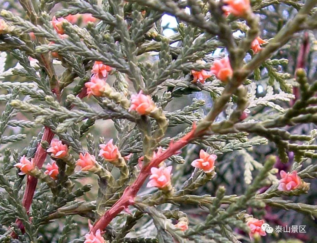 正宗侧柏树图片(泰山木本植物科普之侧柏)