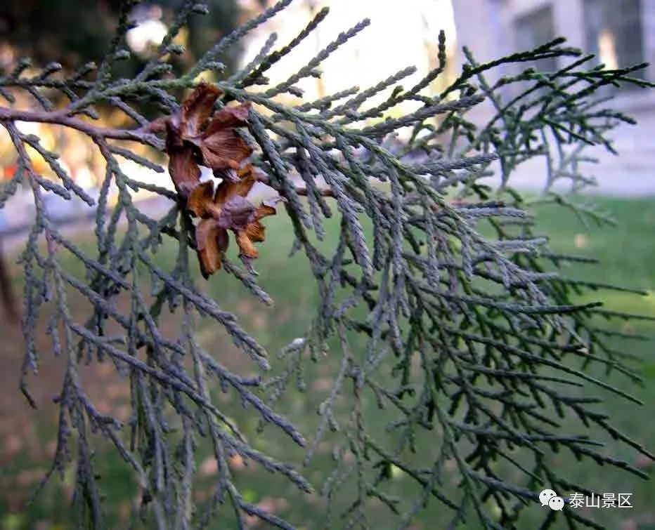 正宗侧柏树图片（泰山木本植物科普之侧柏）