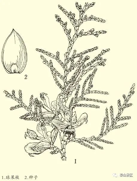 正宗侧柏树图片(泰山木本植物科普之侧柏)