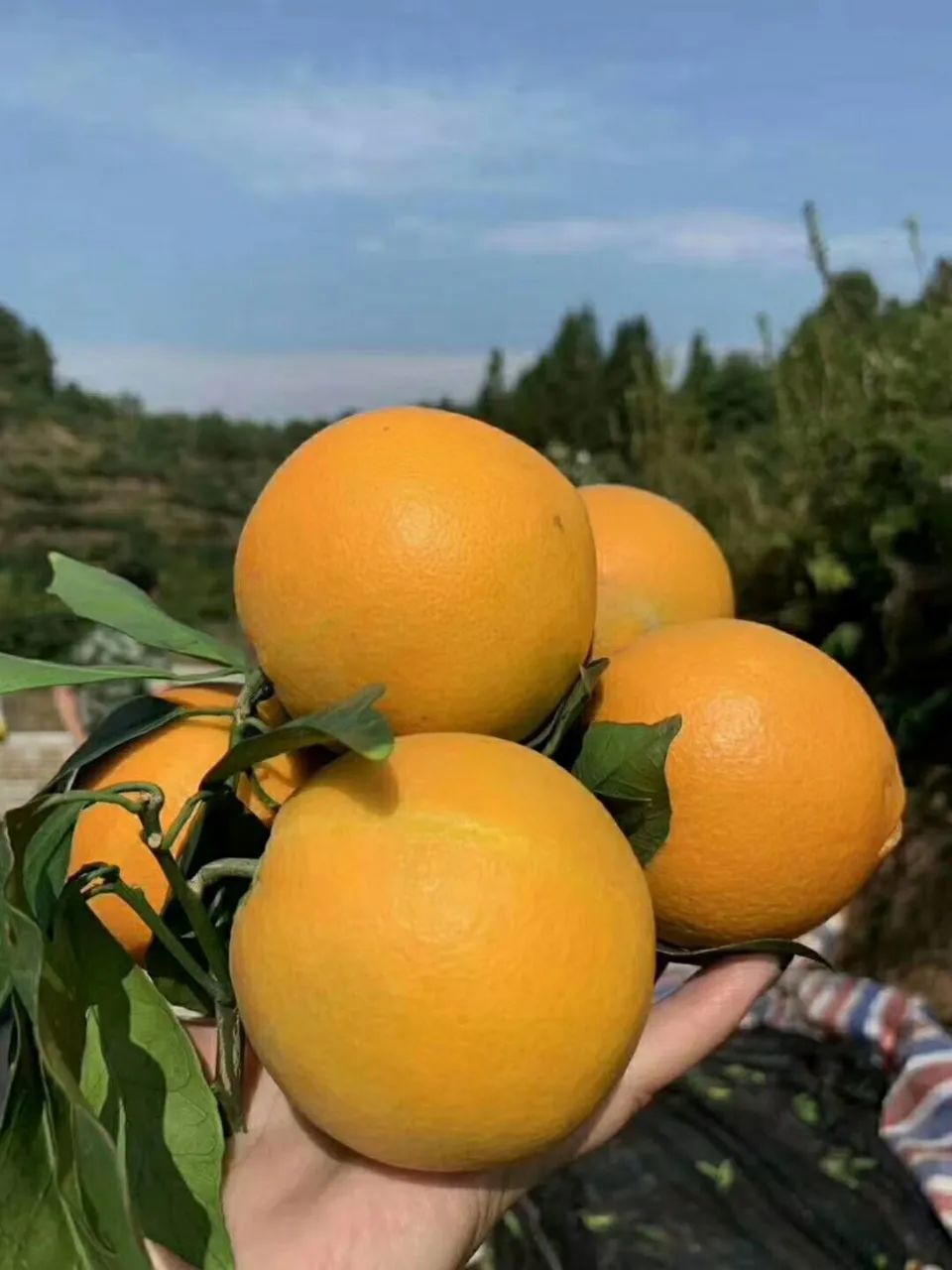 「北广购物」身价600个亿的赣南脐橙来了！17.5°黄金酸甜比