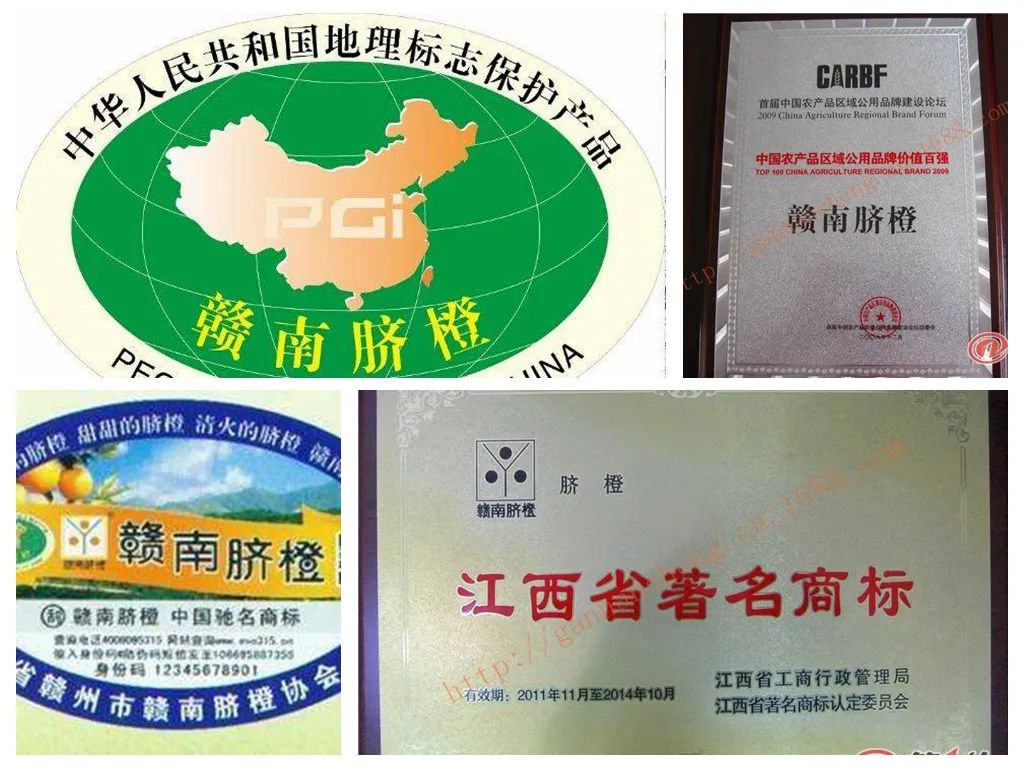 赣南脐橙网图片2