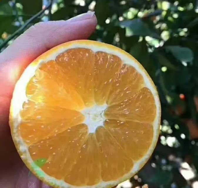 赣南脐橙网图片4