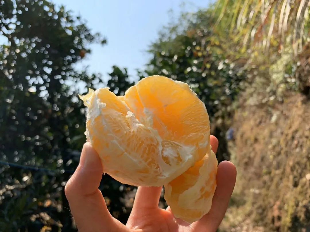 赣南脐橙网图片5