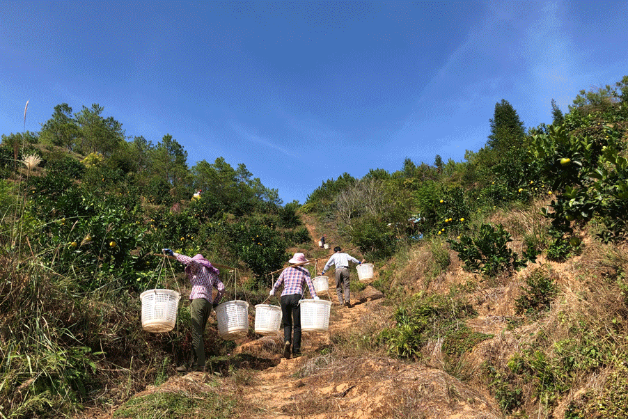赣南脐橙网图片9