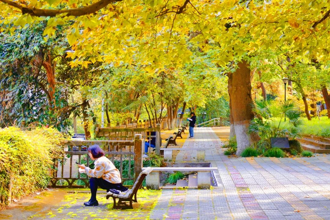 美哭了！临安这些校园深秋美景上线，谁是你眼中最美？