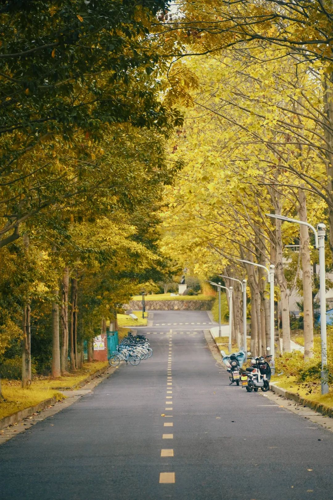 美哭了！临安这些校园深秋美景上线，谁是你眼中最美？