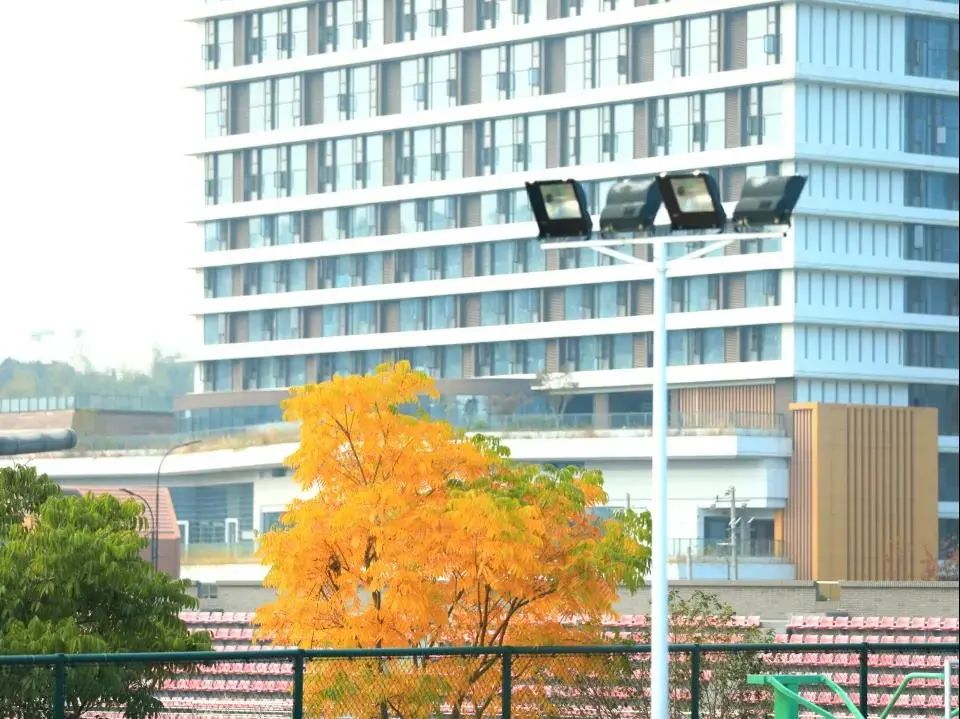 美哭了！临安这些校园深秋美景上线，谁是你眼中最美？