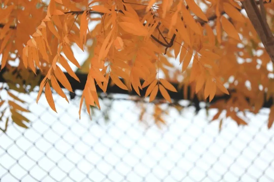 美哭了！临安这些校园深秋美景上线，谁是你眼中最美？