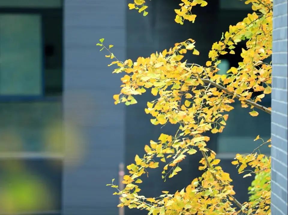 美哭了！临安这些校园深秋美景上线，谁是你眼中最美？