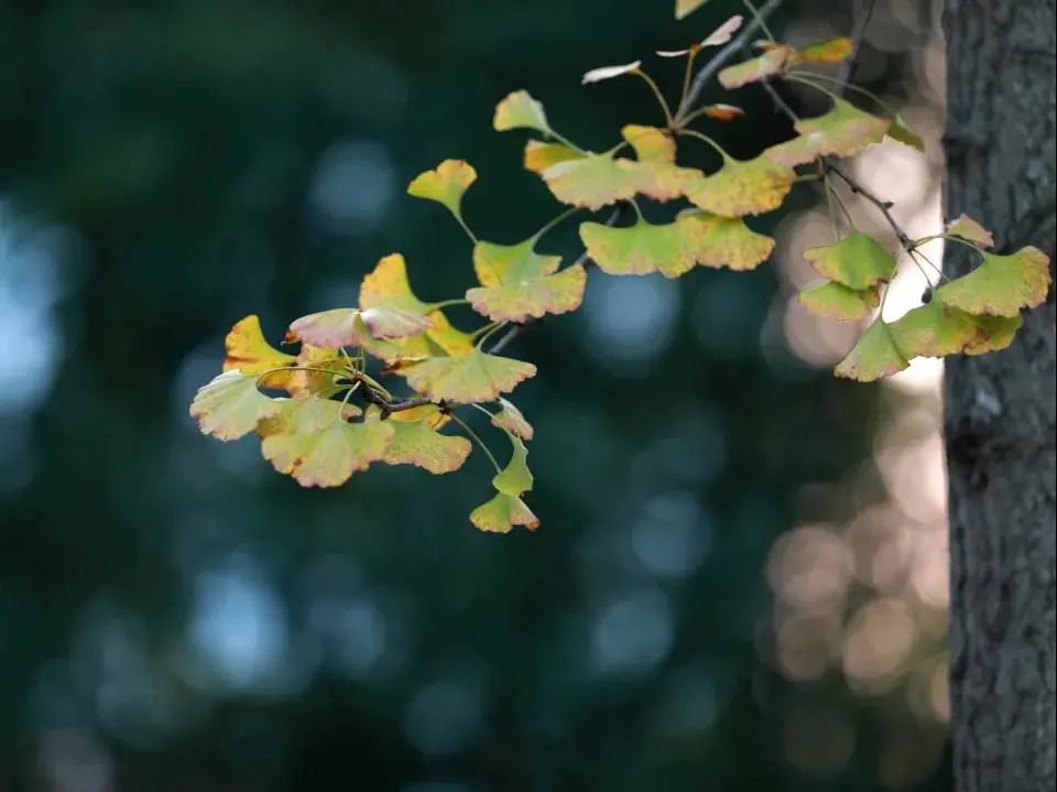 美哭了！临安这些校园深秋美景上线，谁是你眼中最美？