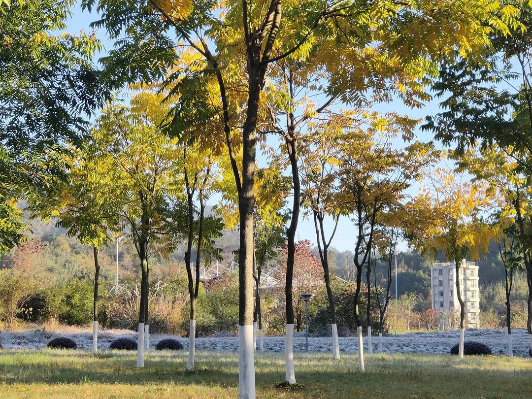 美哭了！临安这些校园深秋美景上线，谁是你眼中最美？